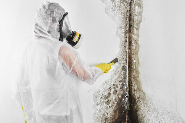  Hideo, UT Mold Removal Pros