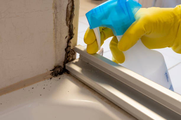 Best Preventive Mold Services in Hideo, UT