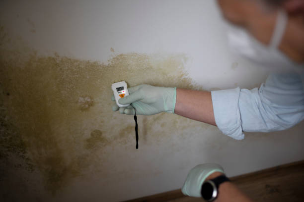 Best Basement Mold Remediation in Hideo, UT
