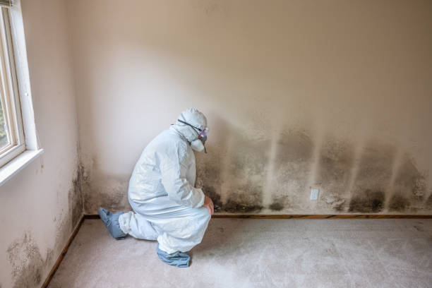 Best Mold Remediation for Schools in Hideo, UT