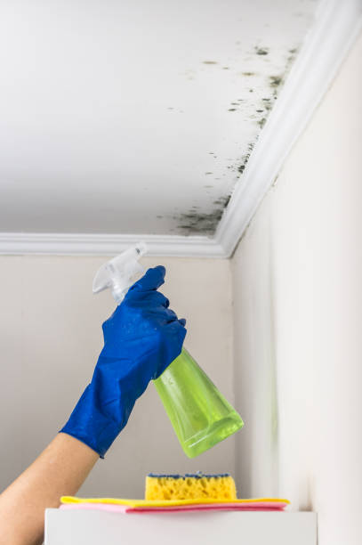 Best Residential Mold Remediation in Hideo, UT