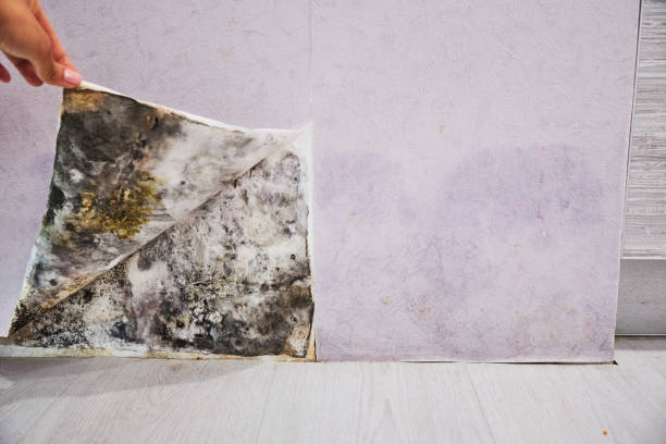 Best Insurance-Related Mold Remediation in Hideo, UT